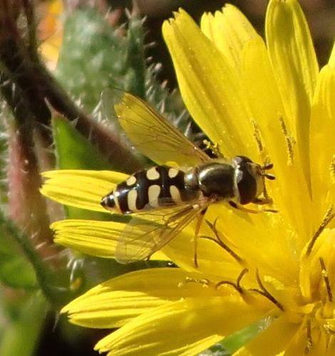 Eupeodes corollae